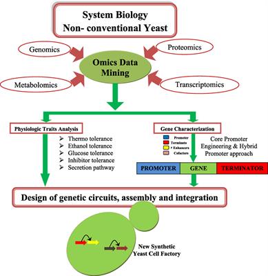 Synthetic Biology and Metabolic Engineering Approaches and Its Impact on Non-Conventional Yeast and Biofuel Production